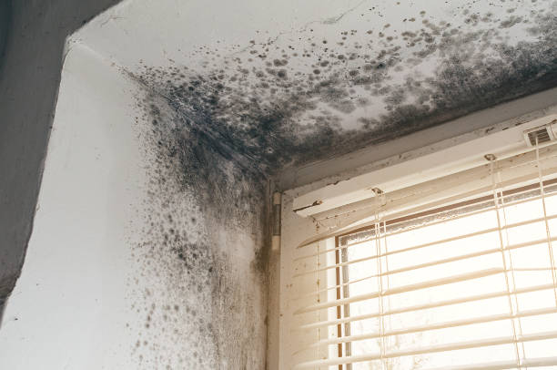Affordable Mold Remediation solutions in Weyers Cave, VA